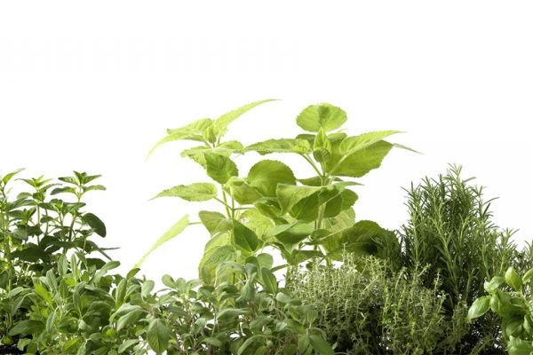 NK16632 Glasnische Motiv  Herbs