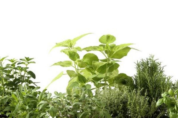 NK16632 Glasnische Motiv  Herbs