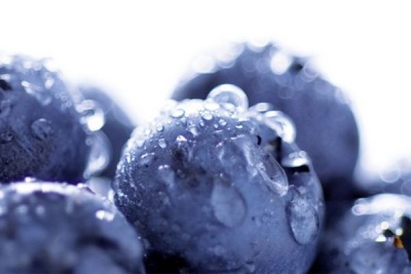 NK3749 Glasnische Motiv  Blueberry