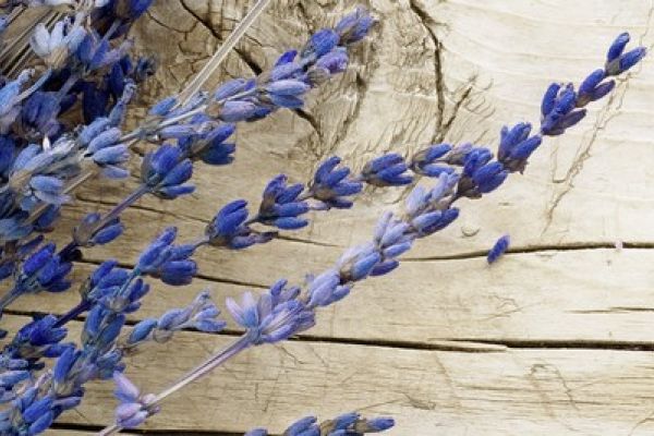 NK3752 Glasnische Motiv  Lavender