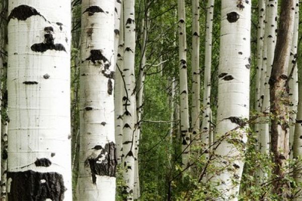 NK3756 Glasnische Motiv  Birch Forrest